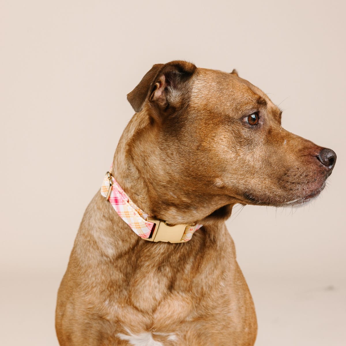 Lottie dog collar — additional photo 3