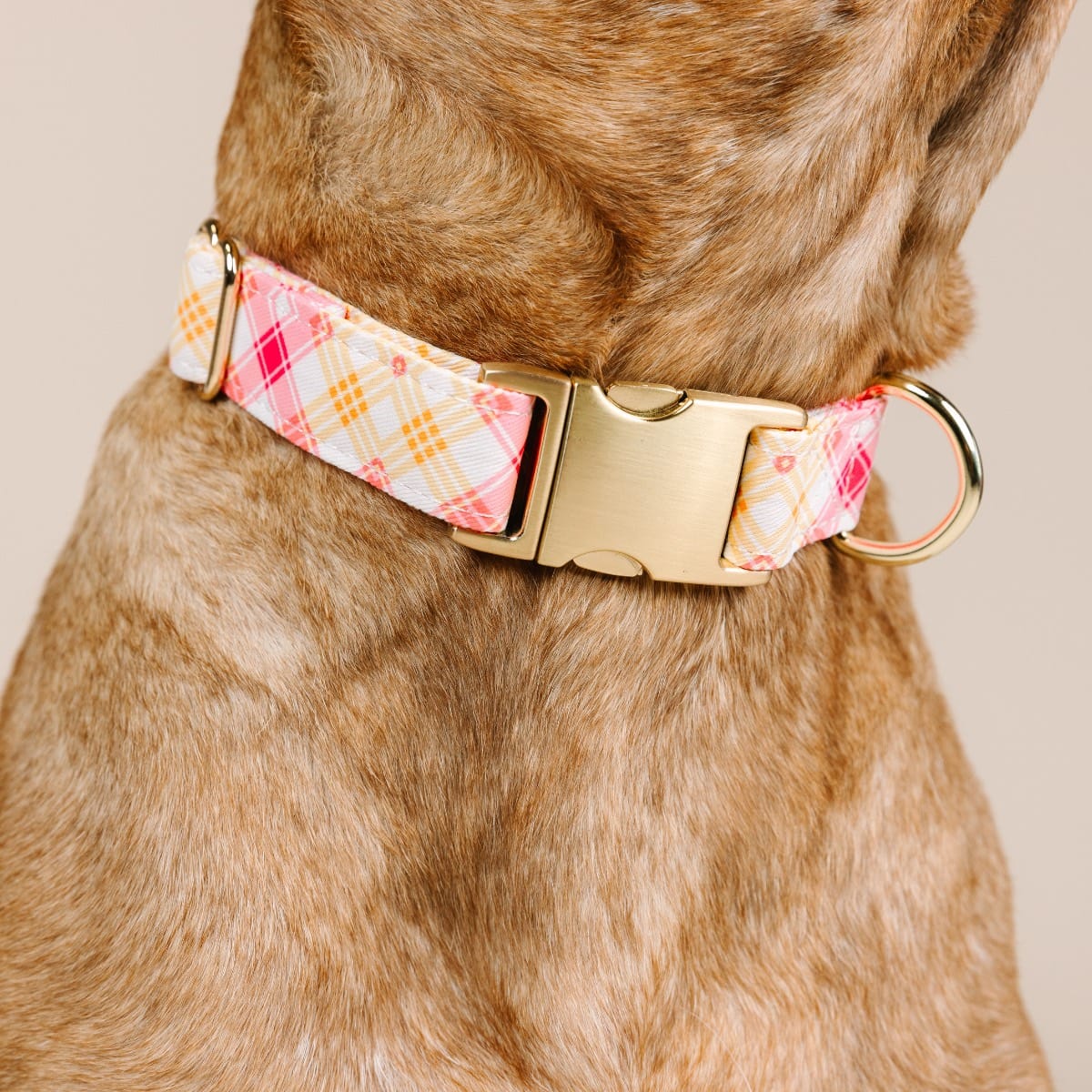 Lottie dog collar — additional photo 4