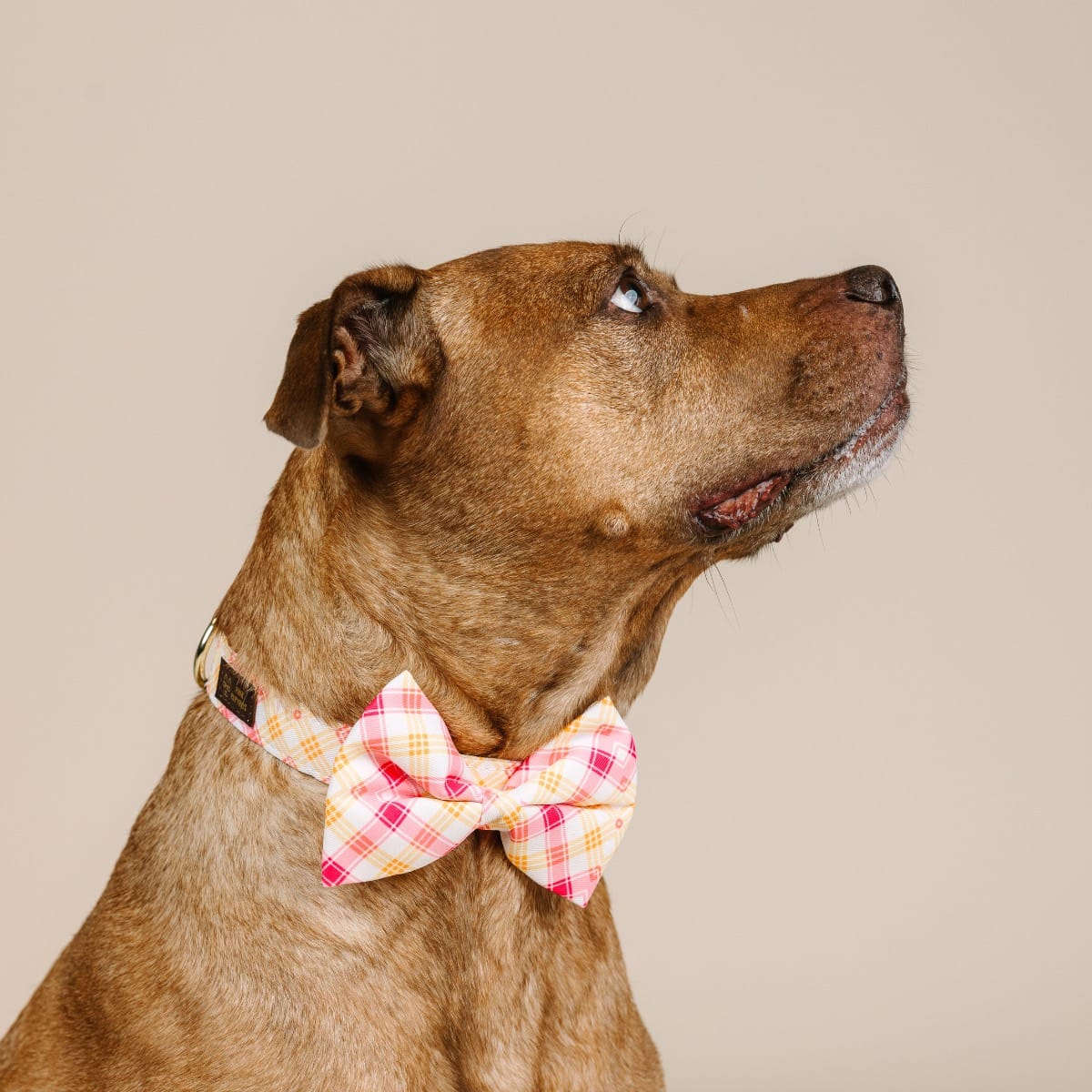 Lottie dog bow tie — additional photo 3