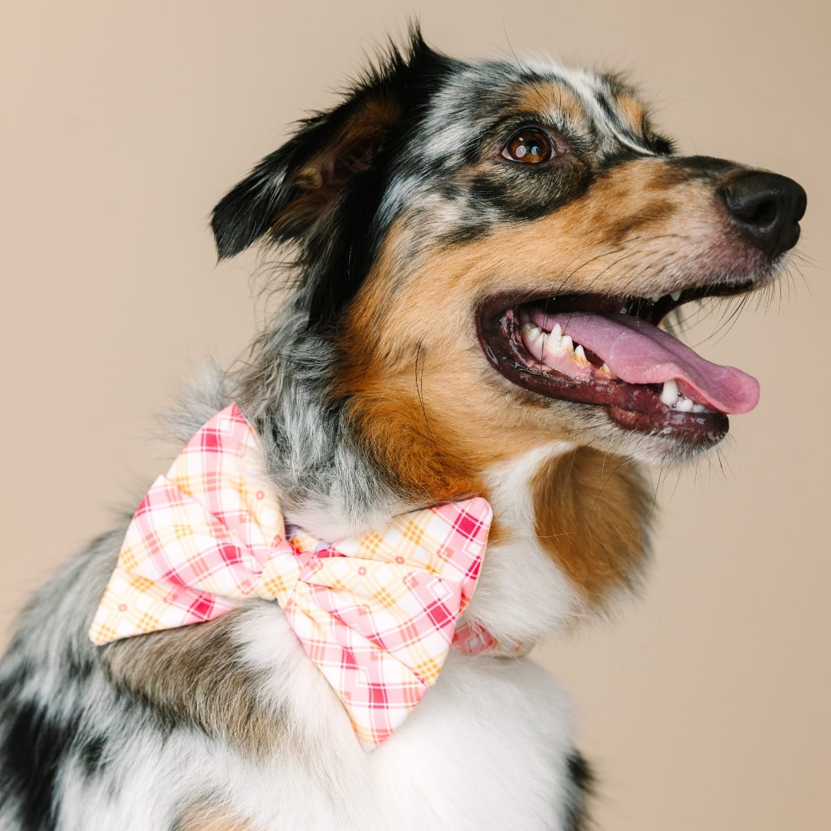 Lottie dog babe bow — additional photo 3