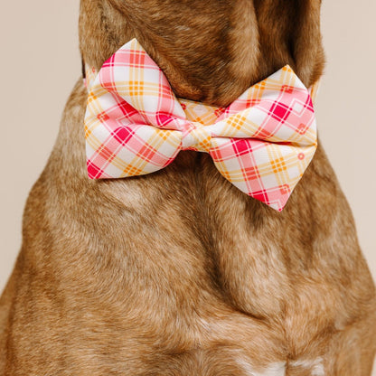 Lottie dog bow tie — additional photo 4