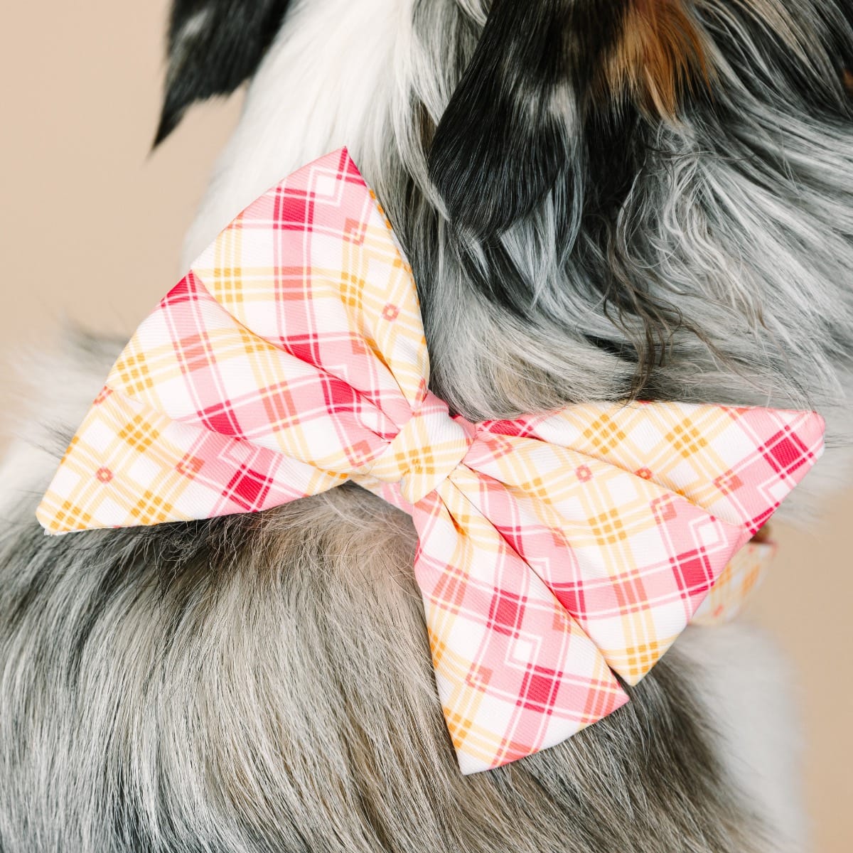 Lottie dog babe bow — additional photo 4