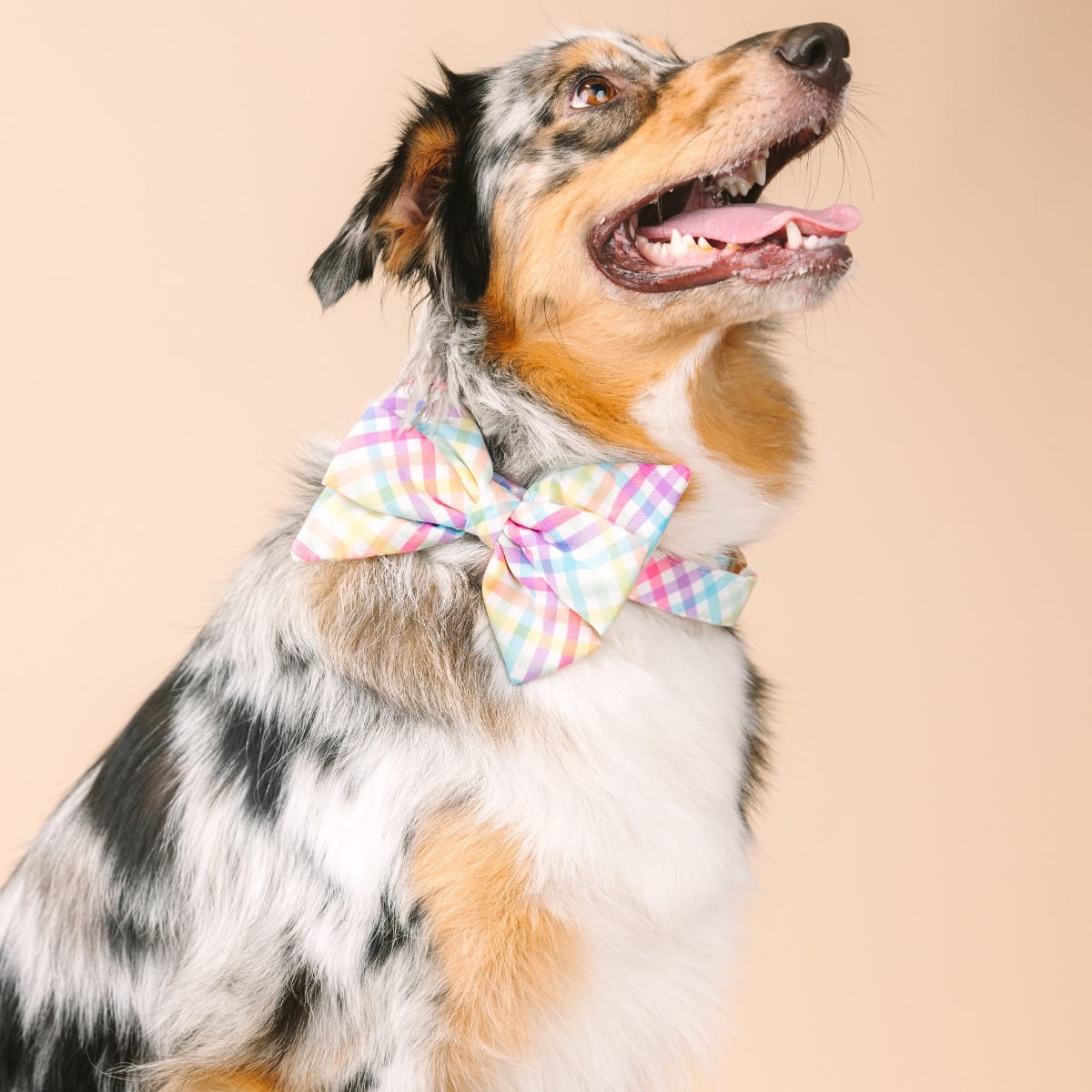 Minka dog babe bow — additional photo 3