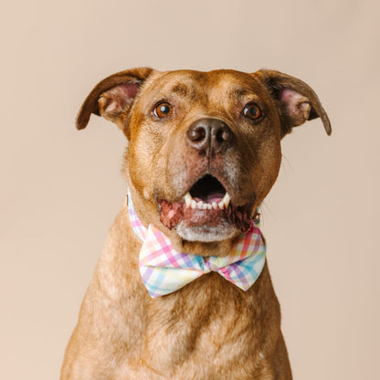 Minka dog bow tie — additional photo 3