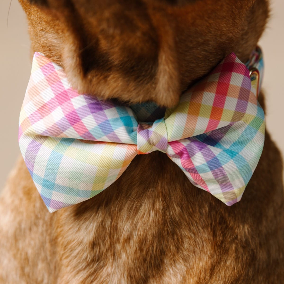 Minka dog bow tie — additional photo 4