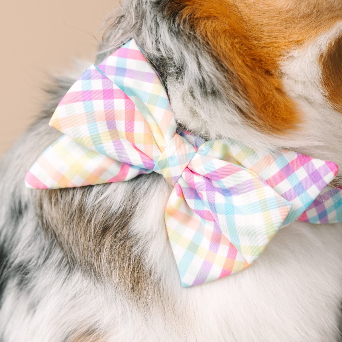 Minka dog babe bow — additional photo 4