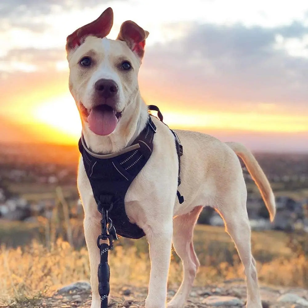 No-Pull Oxford Dog Harness with Dual Leash Clips