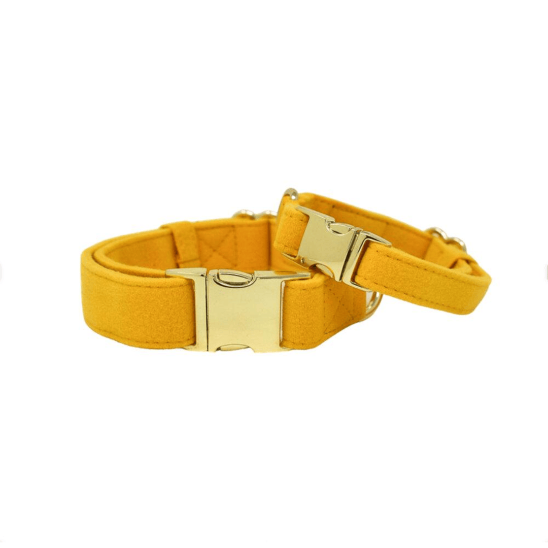 Nova – Yellow Dog Collar, Adjustable XS–L