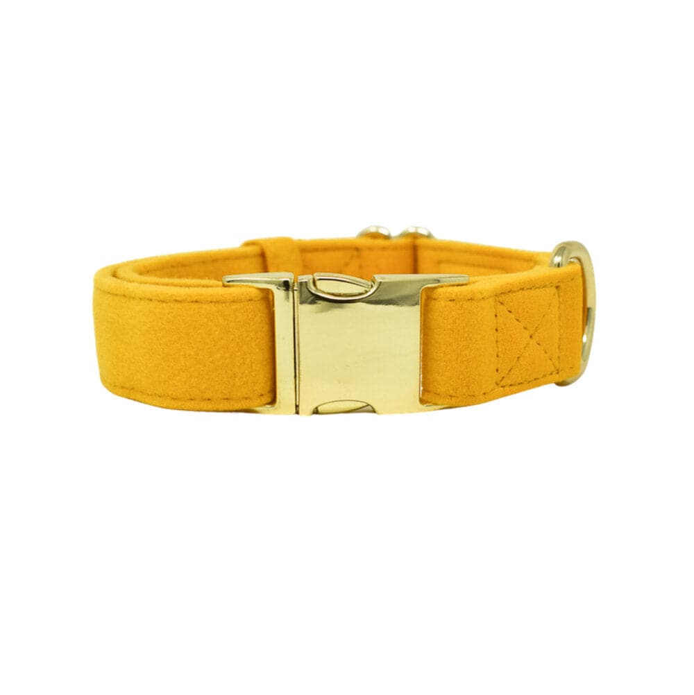 Nova dog collar — additional photo 2