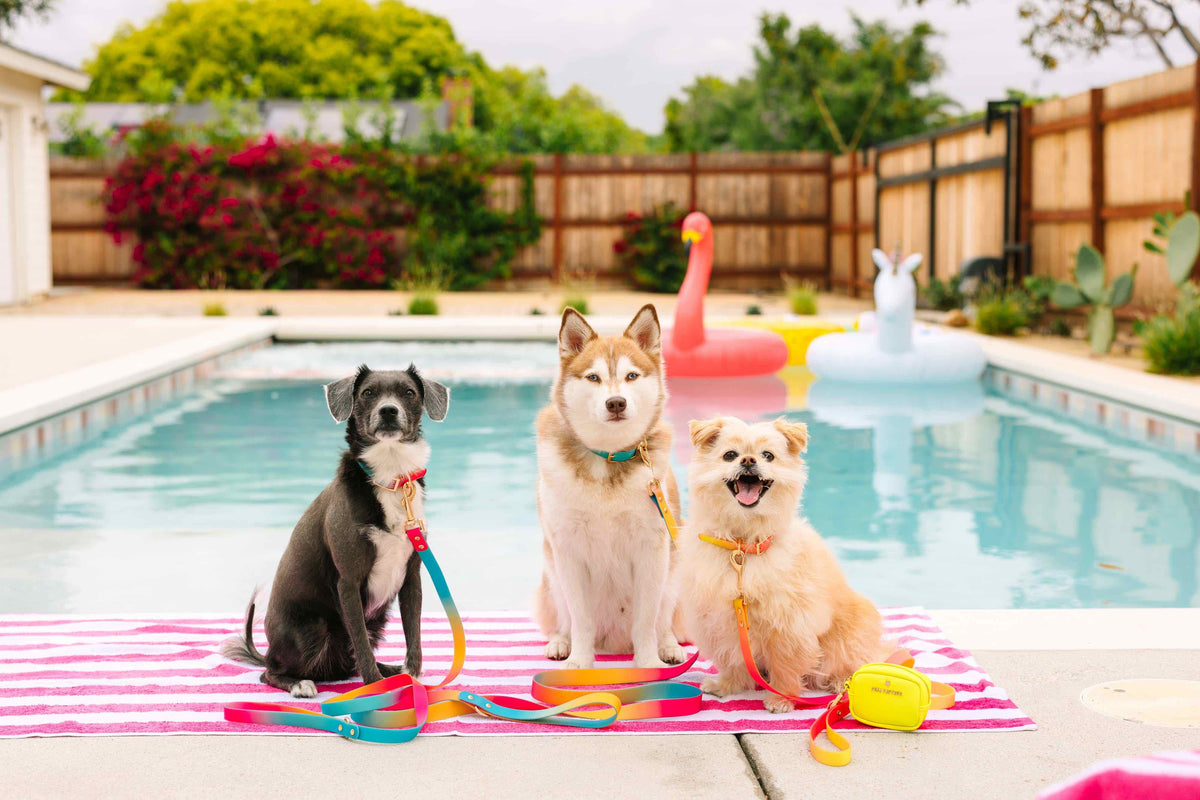 Pippa dog leash — additional photo 4
