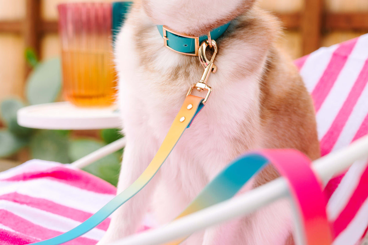 Pippa dog collar — additional photo 10