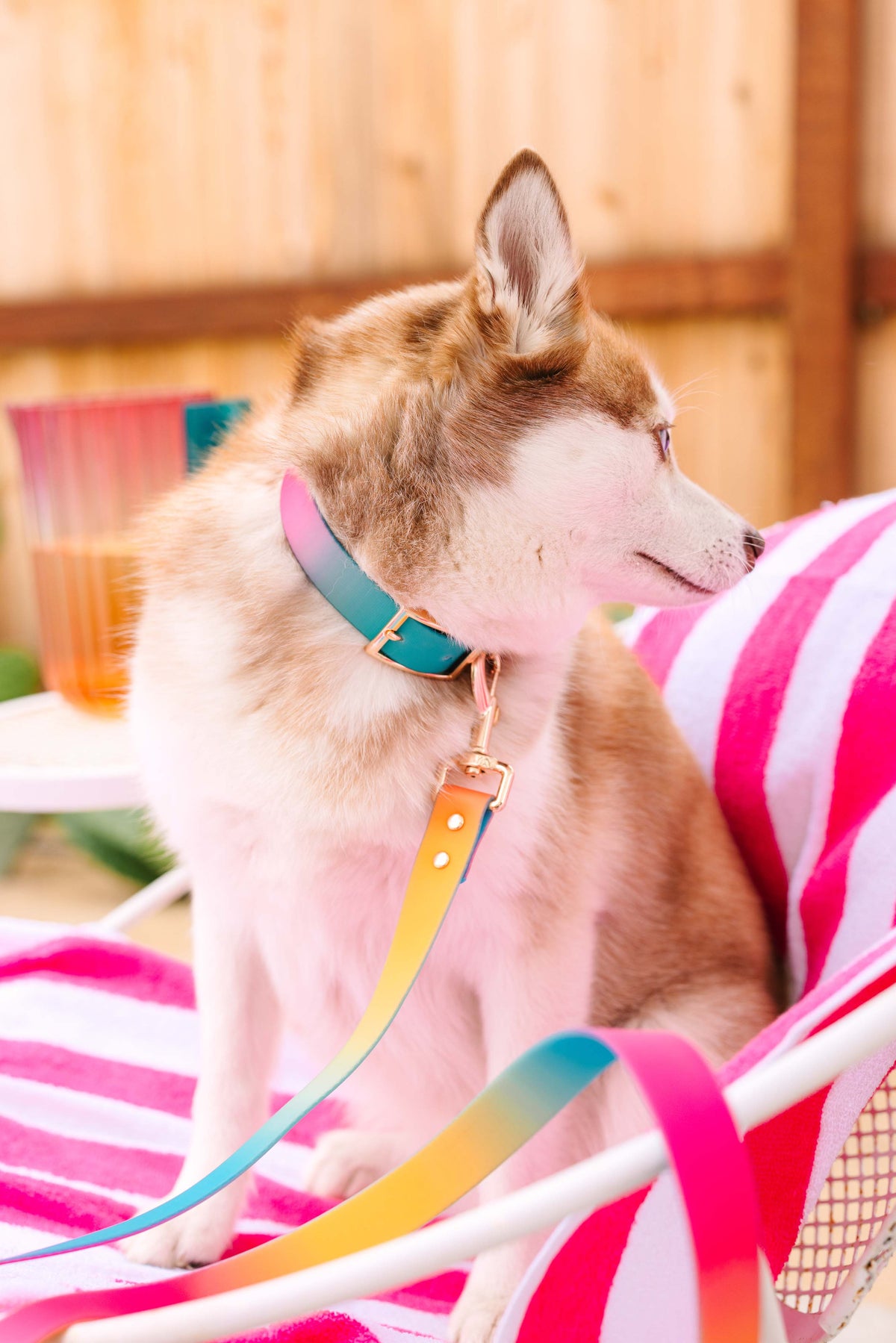 Pippa dog collar — additional photo 6