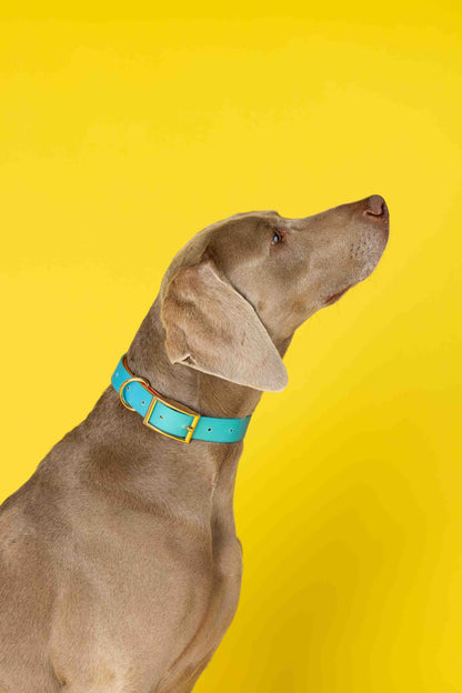 Pippa dog collar — additional photo 17
