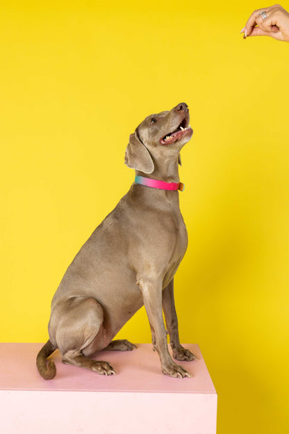 Pippa dog collar — additional photo 18