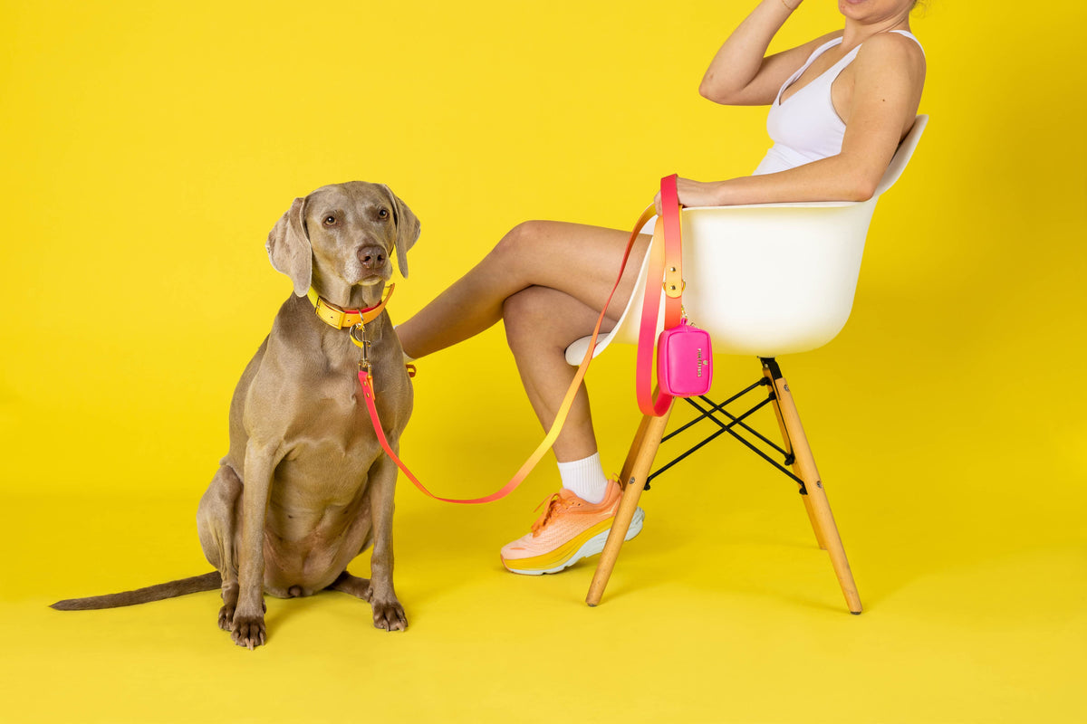 Katelin dog collar — additional photo 22
