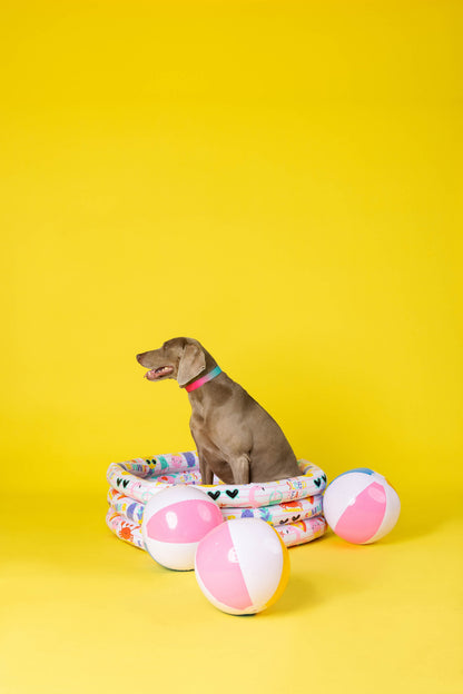 Pippa dog collar — additional photo 19