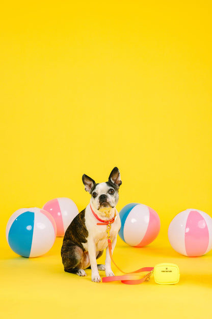 Katelin dog collar — additional photo 13