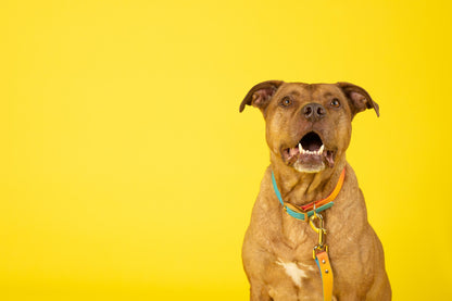 Pippa dog collar — additional photo 14