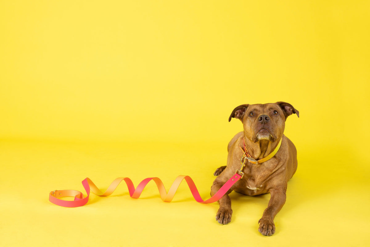 Katelin dog leash — additional photo 19
