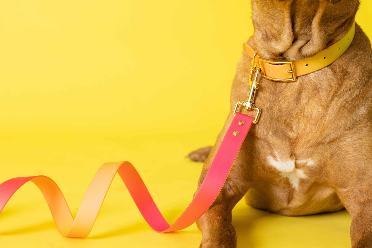 Katelin dog leash — additional photo 20
