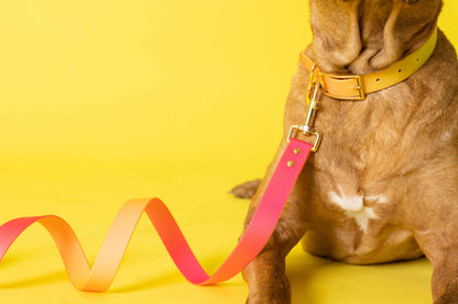 Katelin dog leash — additional photo 20