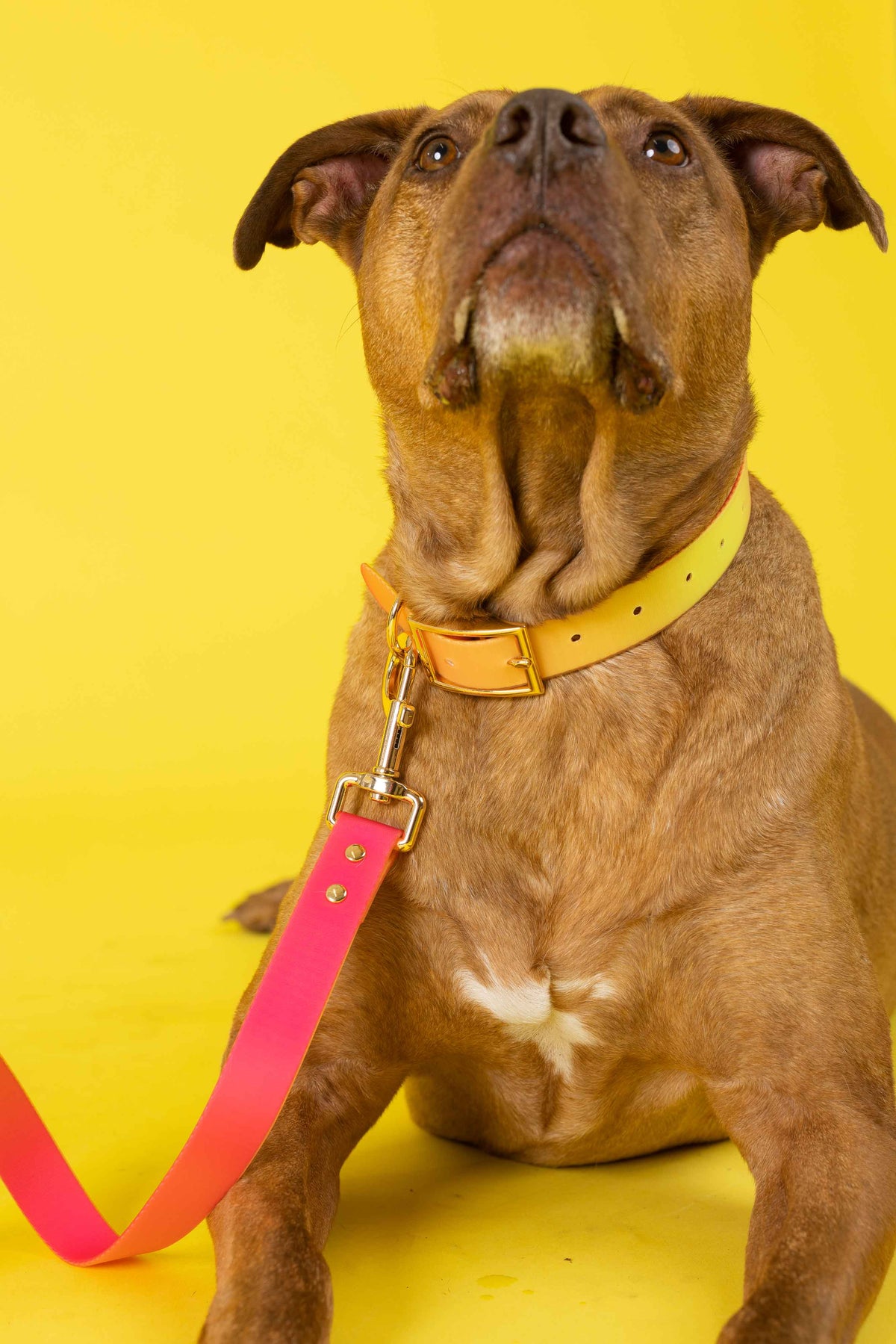 Katelin dog collar — additional photo 15