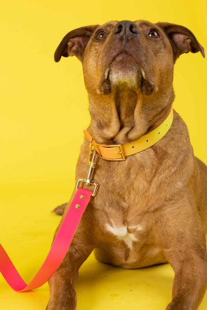Katelin dog collar — additional photo 15