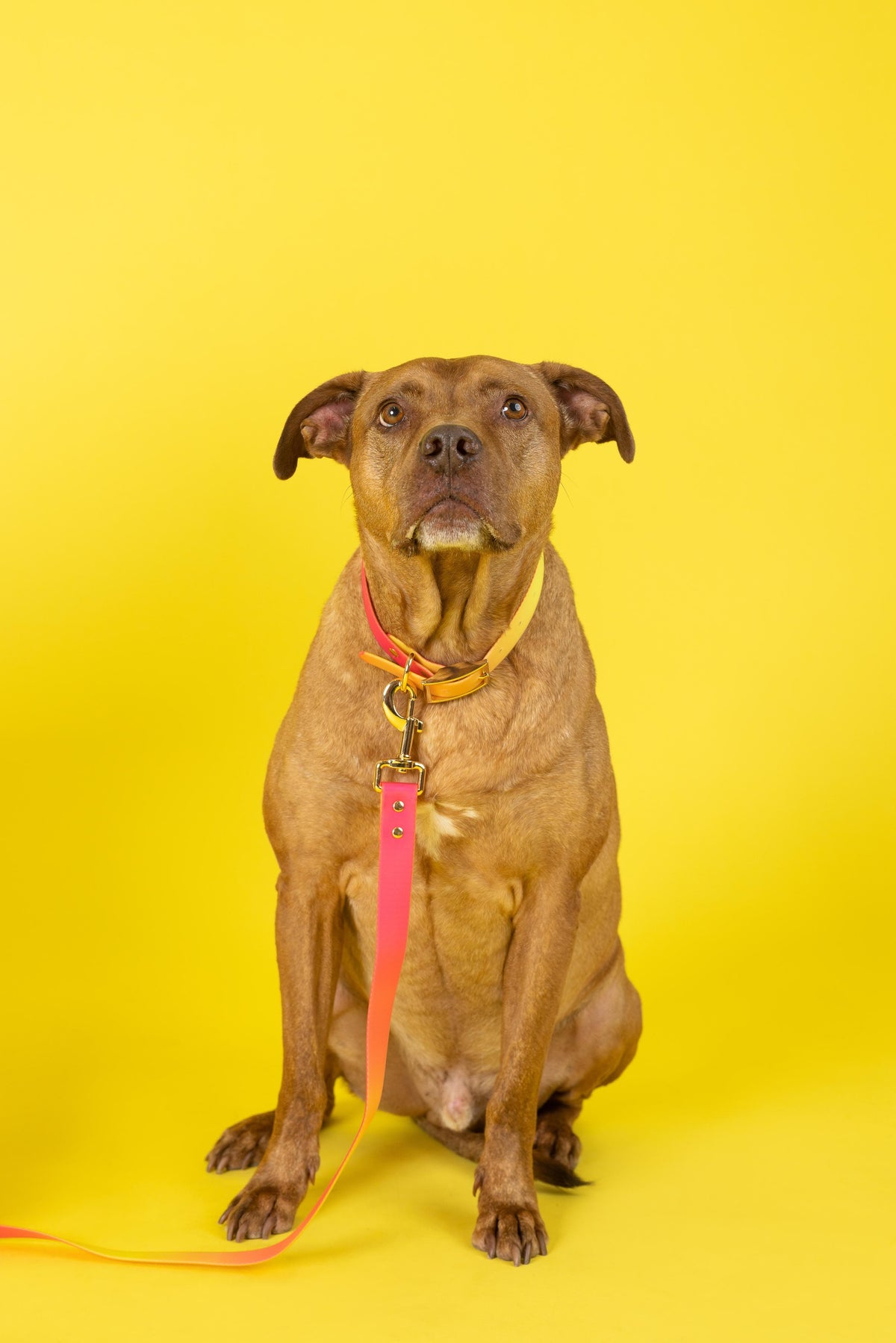 Katelin dog collar — additional photo 16