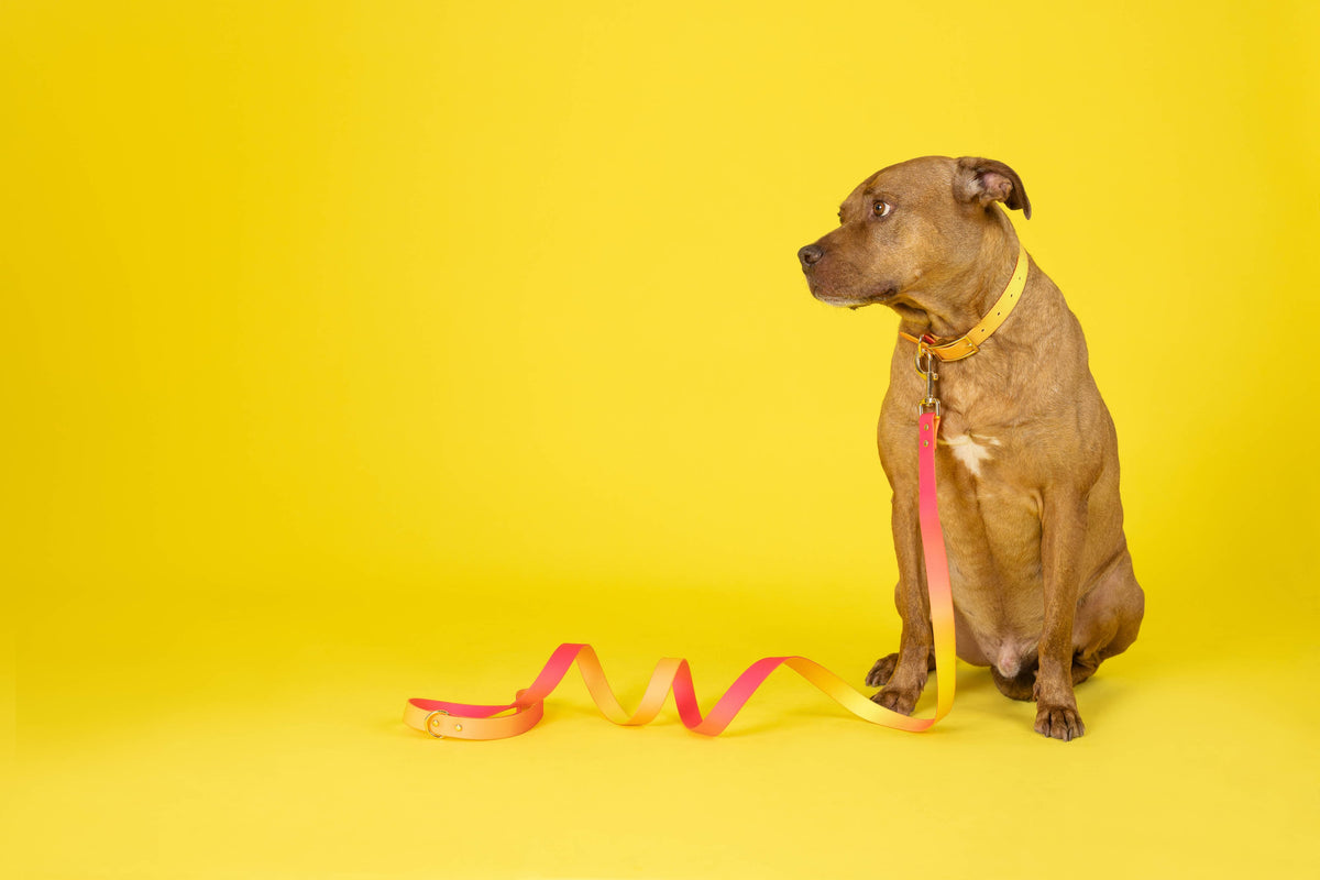 Katelin dog collar — additional photo 17