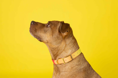 Katelin dog collar — additional photo 3