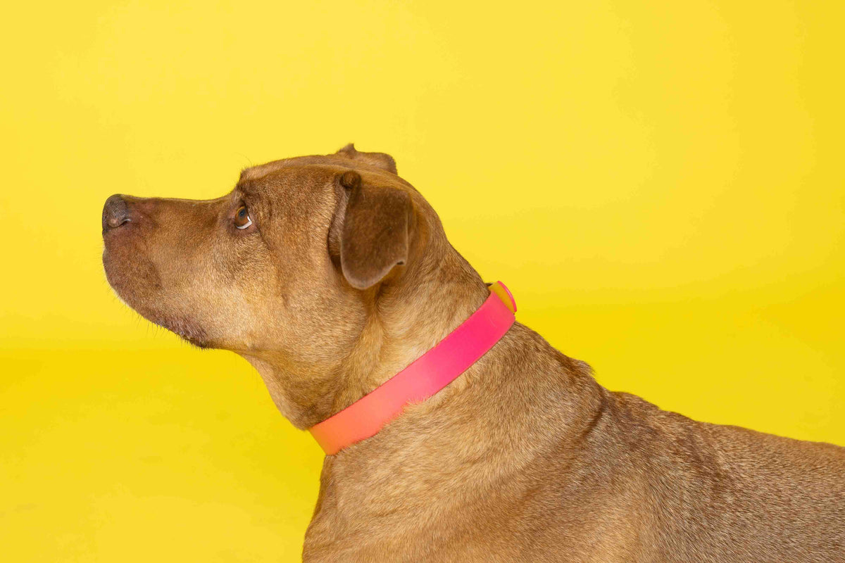 Katelin dog collar — additional photo 4