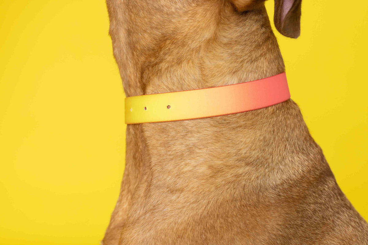 Katelin dog collar — additional photo 5