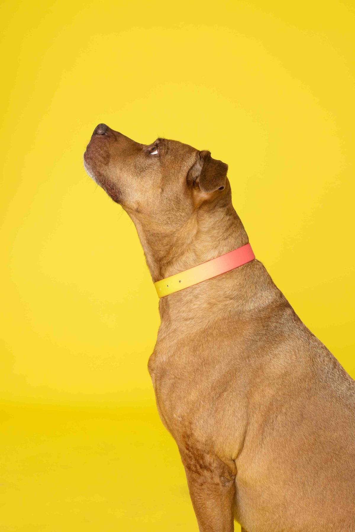 Katelin dog collar — additional photo 18