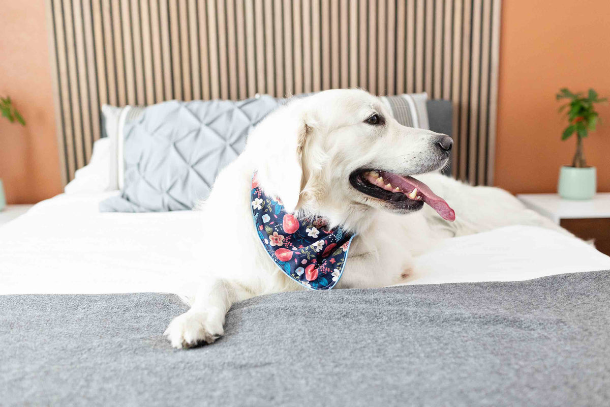 Riley dog bandana — additional photo 5