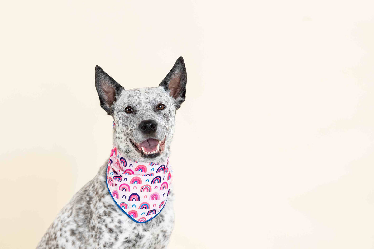 Clarke dog bandana — additional photo 2