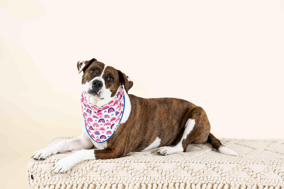 Clarke dog bandana — additional photo 3