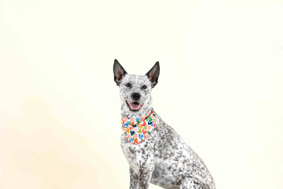 Amelia dog bandana — additional photo 2
