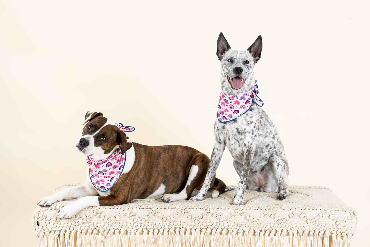 Clarke dog bandana — additional photo 4