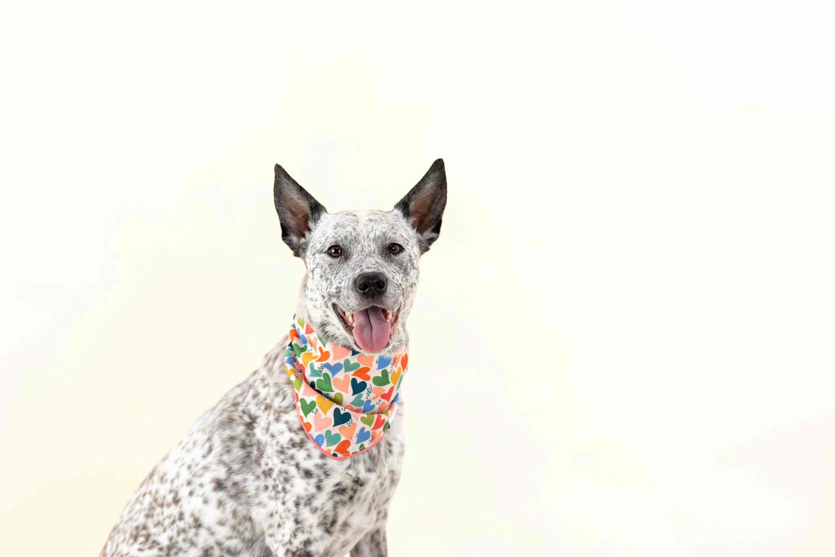Amelia dog bandana — additional photo 3