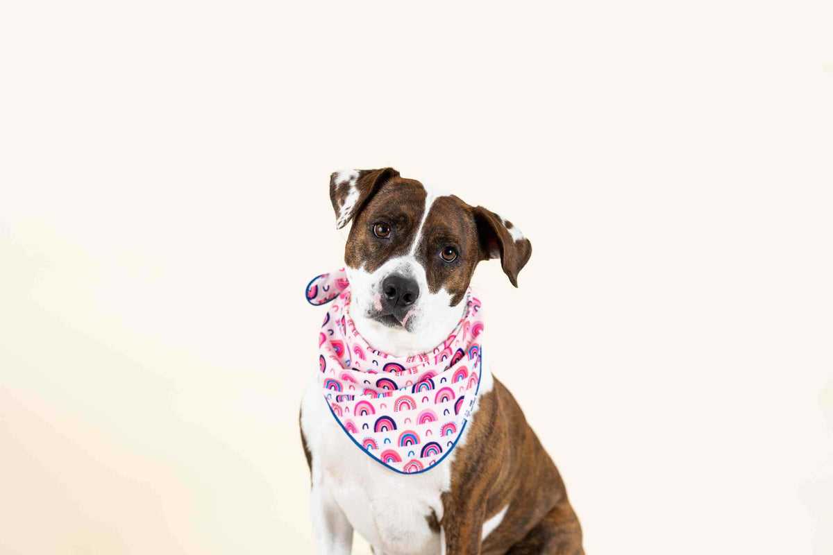 Clarke dog bandana — additional photo 5