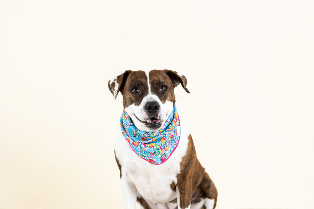 Tillie dog bandana — additional photo 2