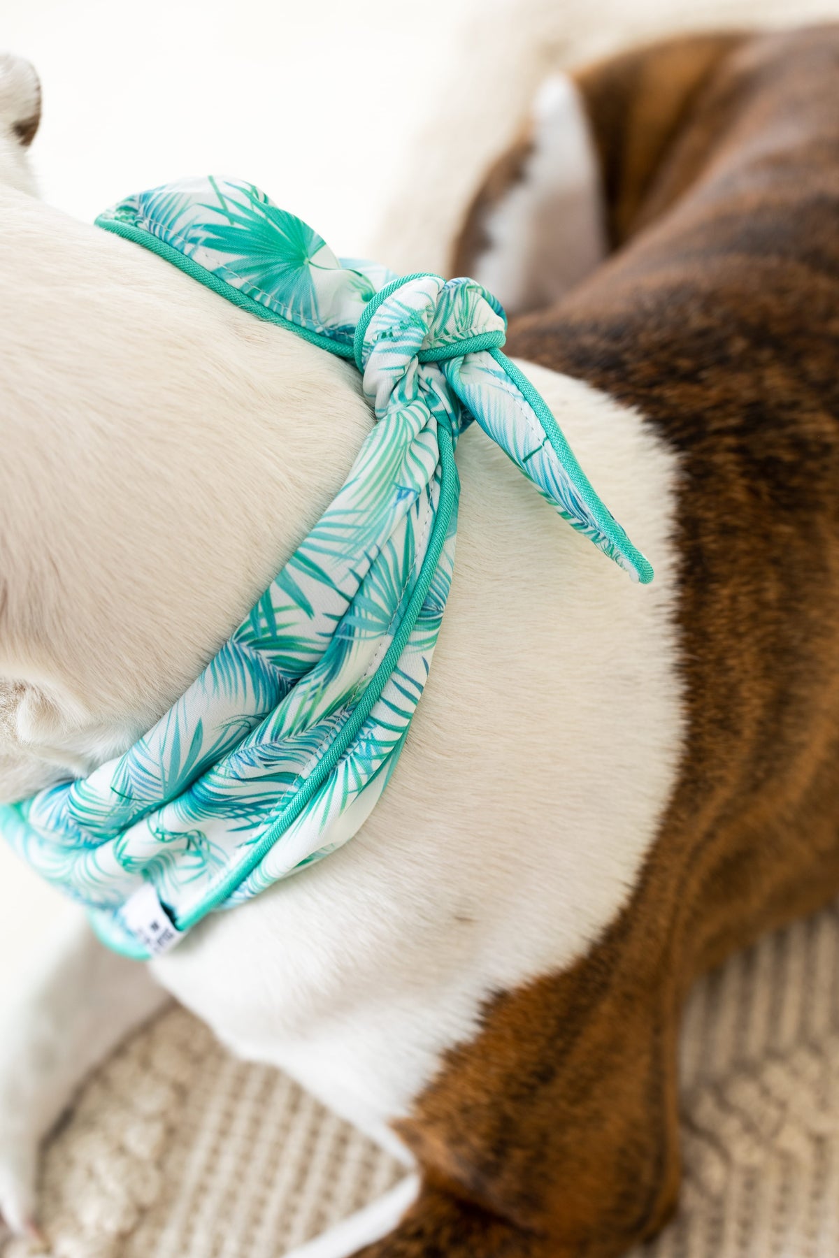 Capri dog bandana — additional photo 4