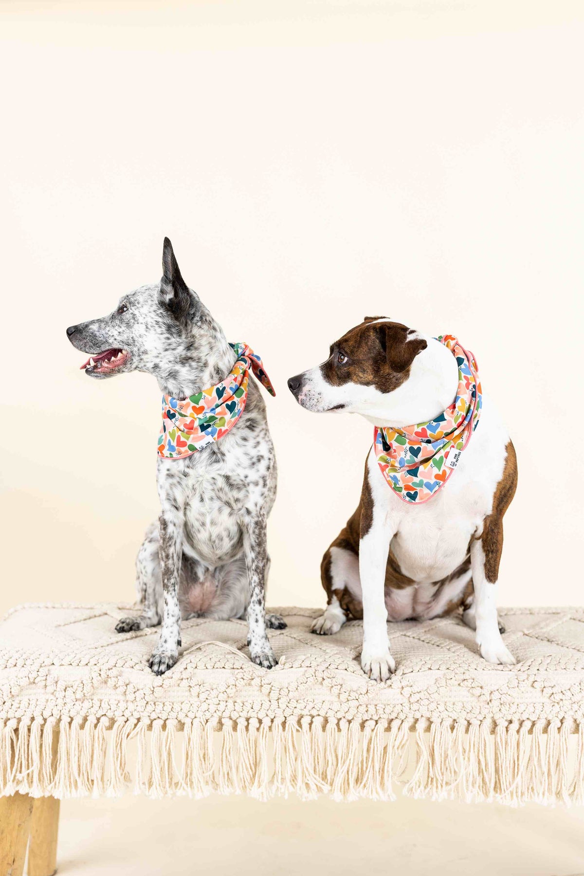 Amelia dog bandana — additional photo 4
