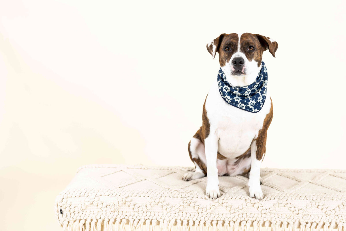 Ryder dog bandana — additional photo 3