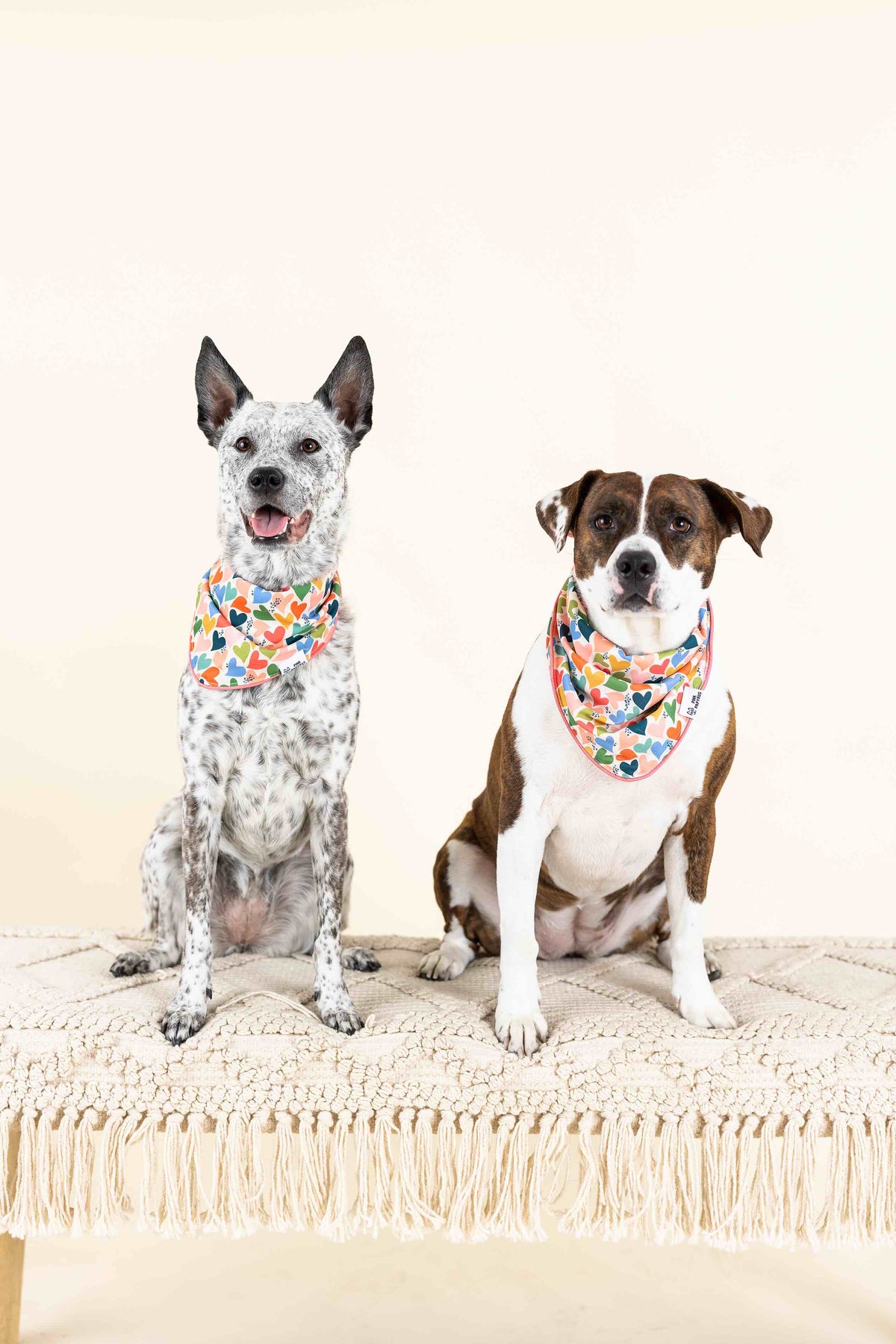 Amelia dog bandana — additional photo 5