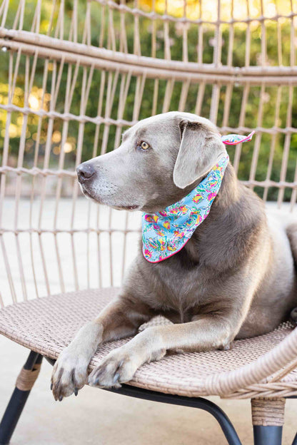 Tillie dog bandana — additional photo 4