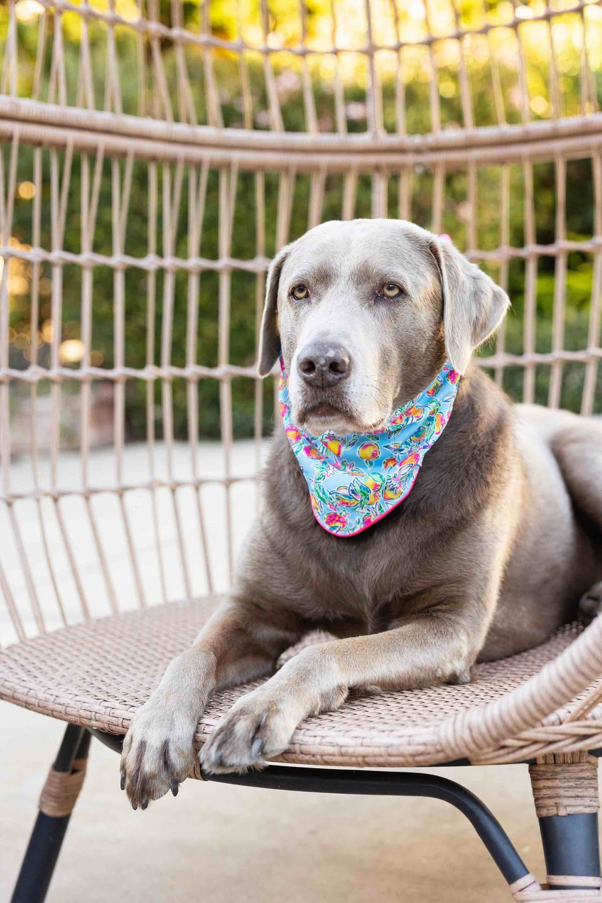 Tillie dog bandana — additional photo 3