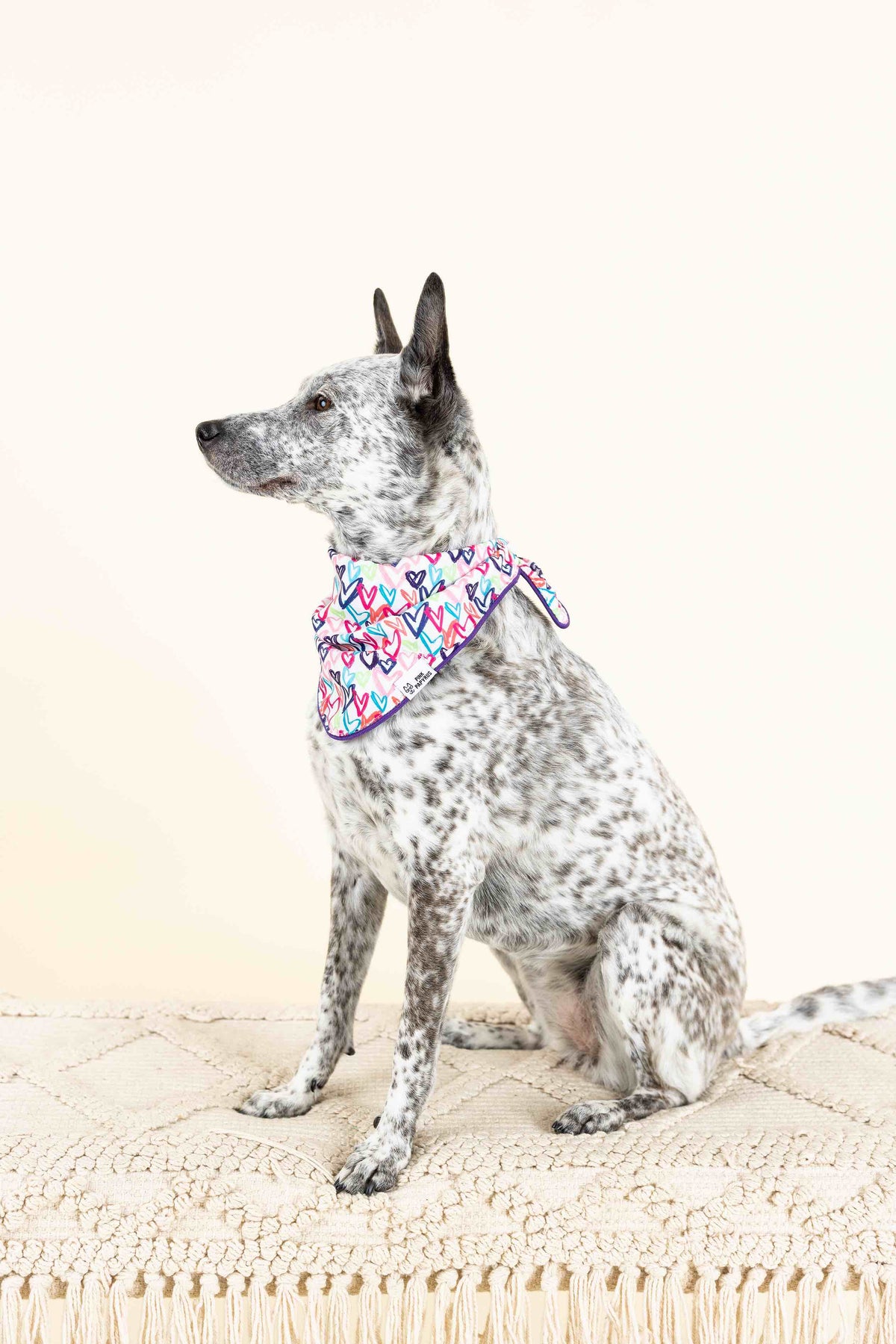 Giselle dog bandana — additional photo 3
