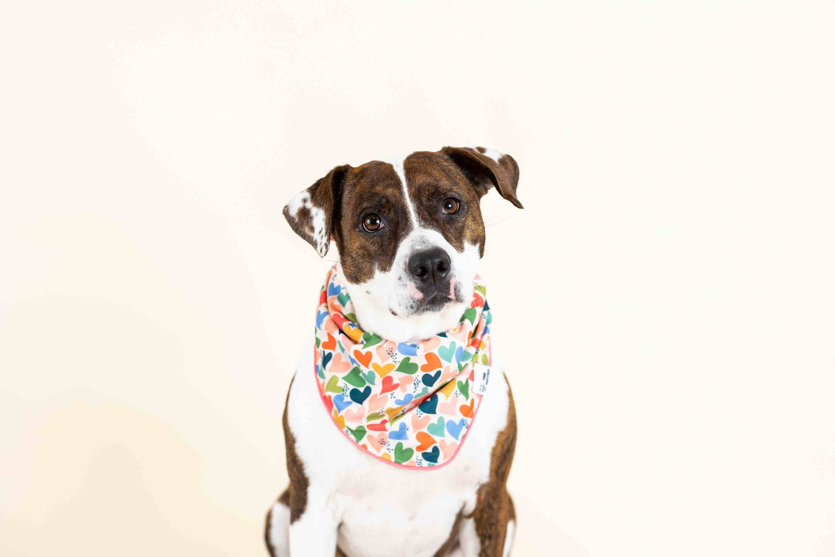 Amelia dog bandana — additional photo 6