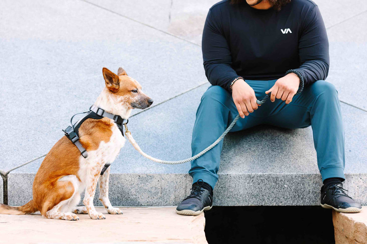 Rowan dog harness — additional photo 8